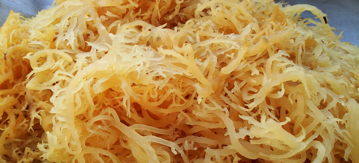 Sea moss что это